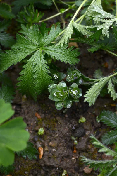 Regendruppels verzamelen over gebladerte van sedum — Stockfoto