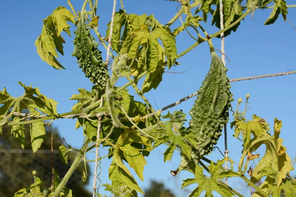 Zwei bittere Melonen mit grünen, warzigen Schalen an einem Weinstock — Stockfoto