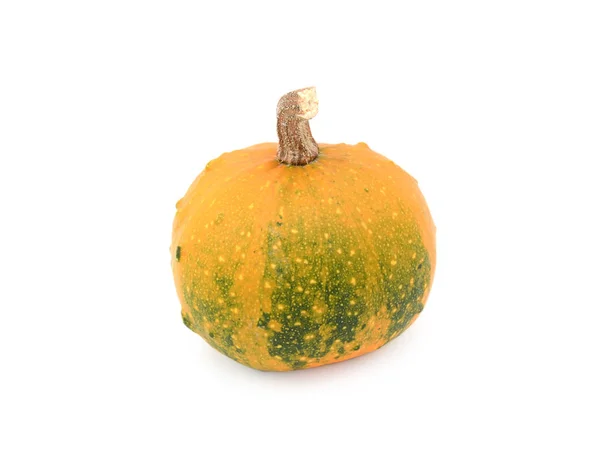 Декоративний гарбуз, що дозріває з темно-зеленого до апельсинового — стокове фото
