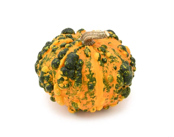 Calabaza ornamental verrugada inusual con piel naranja y verde — Foto de Stock