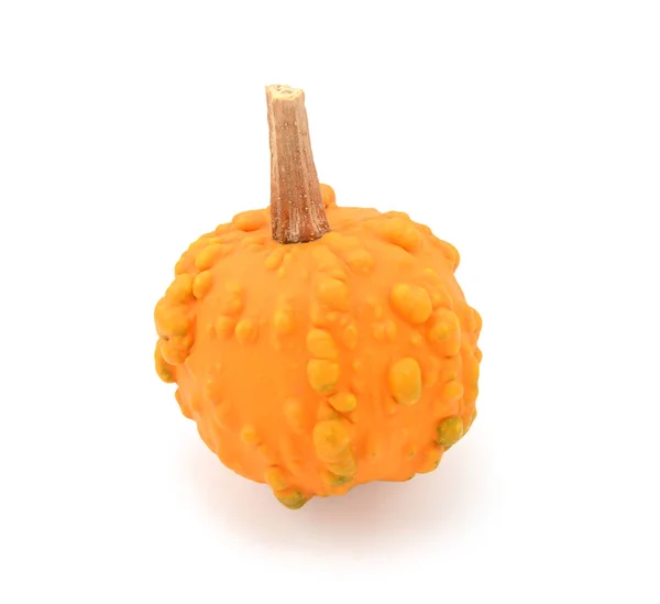 Mini ljus orange vårdad kalebass för hösten eller Thanksgiving dekorat — Stockfoto