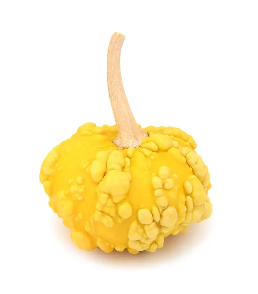 Sárga, korong alakú díszítő tök szemölcsös bőrrel hálaadásrag — Stock Fotó