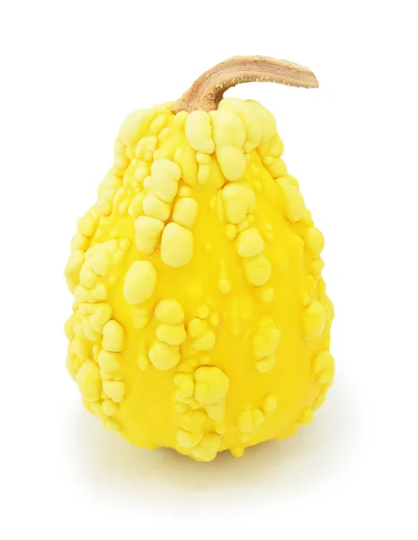 Tall ornamental warted gourd with yellow skin — Stock Photo, Image