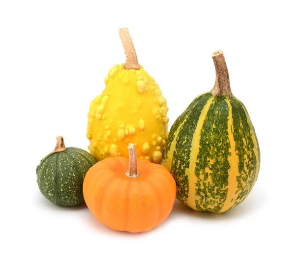 Four green, orange and yellow ornamental gourds for seasonal dec — Stock Photo, Image