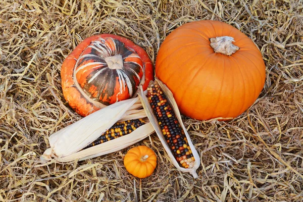 Autumnal Turks dynia turban i dynia z kolby kukurydzy ozdobnej — Zdjęcie stockowe