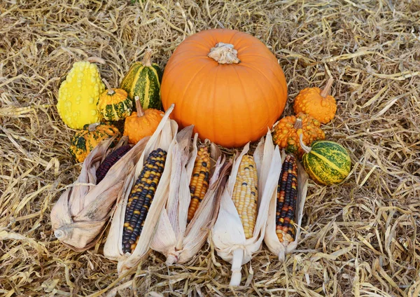 Calabaza madura rodeada de calabazas ornamentales y mazorca de maíz india —  Fotos de Stock