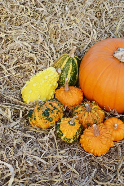 Ornamental warted gourds around a large pumpkin — Stock Photo, Image