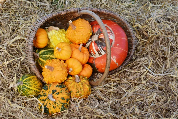 Rustic basket of small warted gourds with a turban gourd — Stock Photo, Image