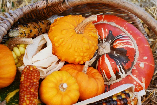 Dynie i kolby kukurydzy cukrowej Fiesta z turbanowym squashem — Zdjęcie stockowe