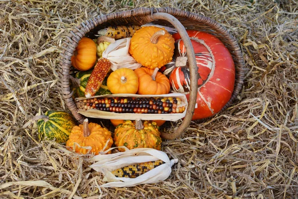Podzimní výběr ozdobných tykví a kukuřice vylité z koše — Stock fotografie