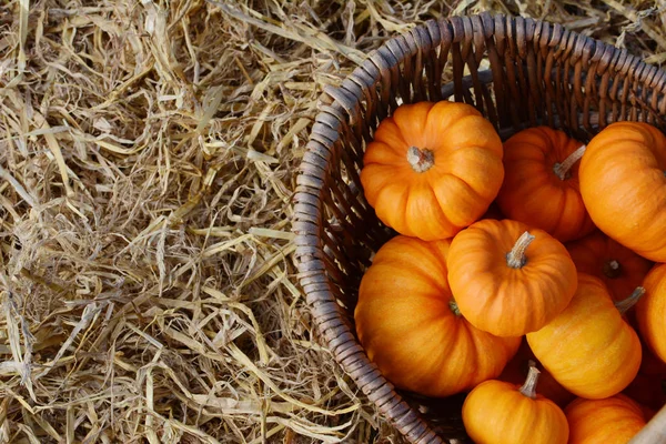 Deep orange mini pumpkins in a woven basket — Stock Photo, Image