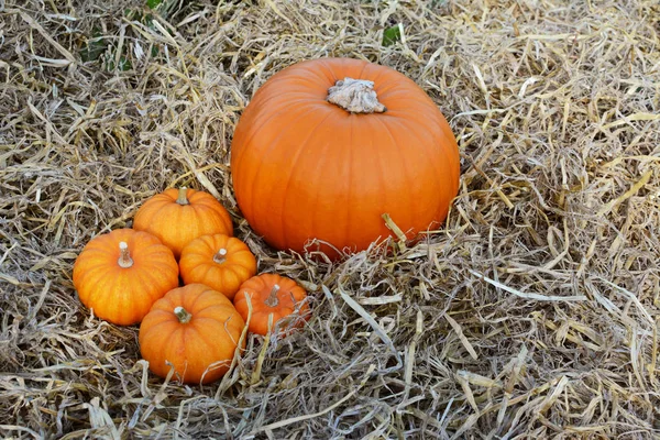 Five mini pumpkins with a large pumpkin at Thanksgiving — Stock Photo, Image