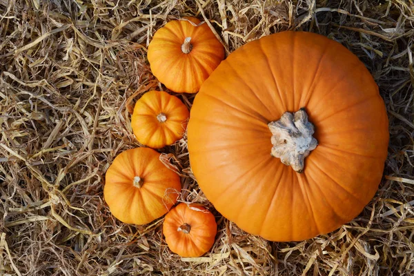 Large autumn pumpkin with four mini gourds — Stock Photo, Image