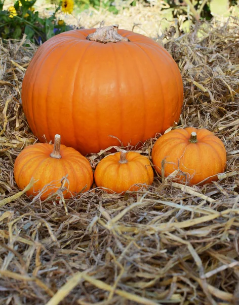 Three mini pumpkins in front of pumpkin in a garden