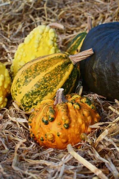 Calabaza verrugada naranja y verde frente a calabazas ornamentales —  Fotos de Stock