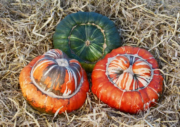 Dos turcos anaranjados a rayas calabazas y una calabaza verde —  Fotos de Stock