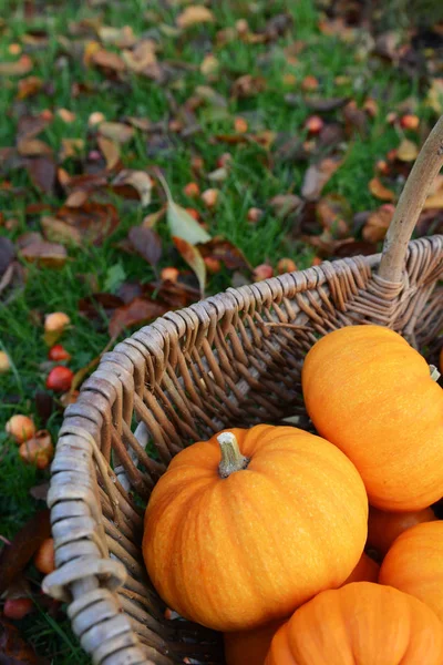 Orange mini pumpkin in a rustic woven basket — Stock Photo, Image