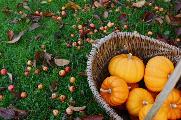 Rustieke mand met mini oranje pompoenen voor Thanksgiving decoratie — Stockfoto