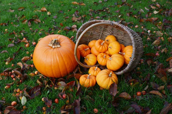 Calabaza grande y cesta de mini calabazas derramándose sobre la hierba —  Fotos de Stock