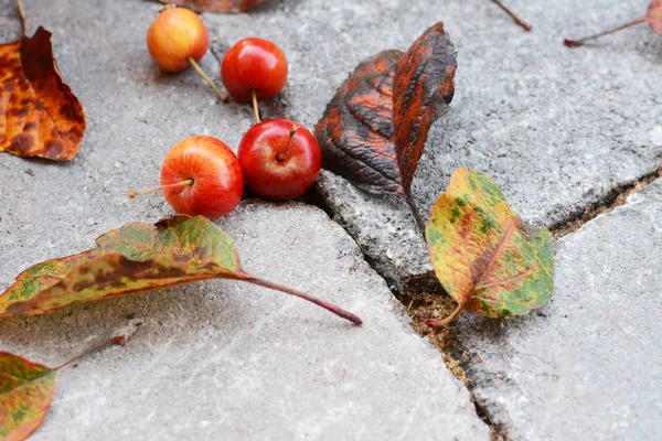 Granchio rosso frutti di mela tra le foglie cadute autunno — Foto Stock