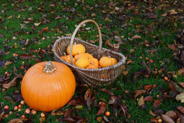 Ripe pumpkin and basket of mini pumpkins in a garden — Stock Photo, Image