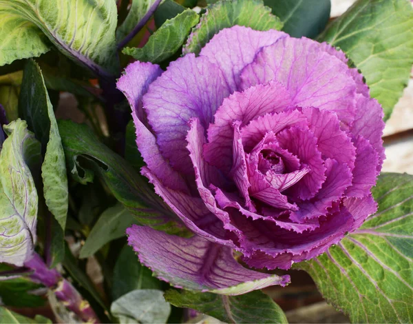 Lila prydnads grönkål huvud omgiven av djupa gröna blad — Stockfoto