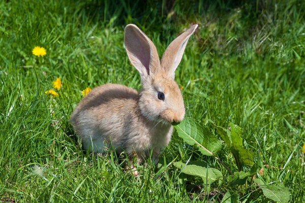 сидящий кролик в мясорубке