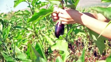 Erkek sahada hasat patlıcan eller