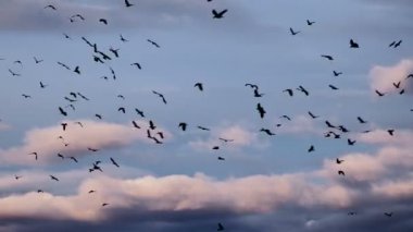 Bulutlar mavi gökyüzü arka plan üzerinde uçan kuşlar