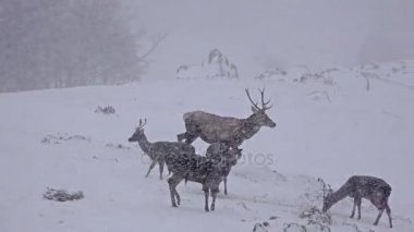 Kışın kar geyik