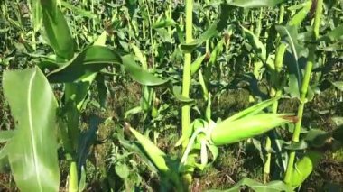 4k bir cob, tatlı Mısır alanı içinde belgili tanımlık geçmiş olan shucked Mısır hasat ver. Sony steadycam ateş