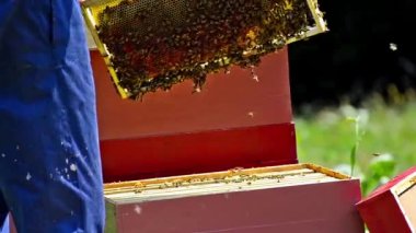 Arılar petek üzerinde. Bal hasat. Arıcı yavaşça arılar çerçevelemek--dan kaldırır..