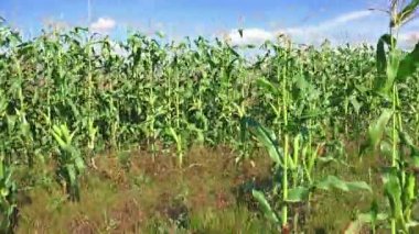 Mısır alan çiftliğinde