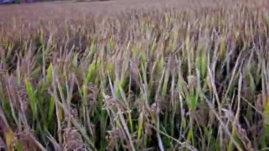 manzara pirinç tarlası