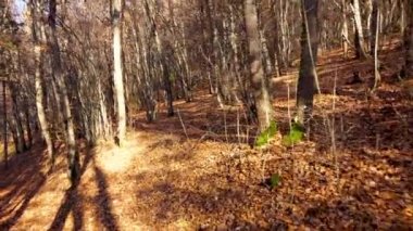 POV. Sonbahar ormanın içinde yürümek, sabit cam stok video çekim