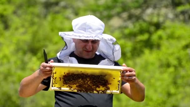 蜂の巣に蜂 蜂蜜の収穫 フレームの養蜂家 Inspectst — ストック動画