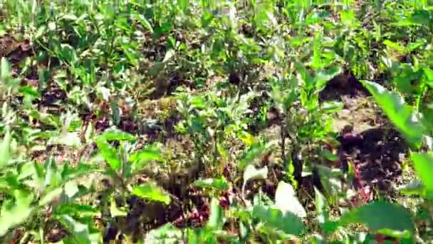 Vue de la ferme d'aubergines pourpres en été 