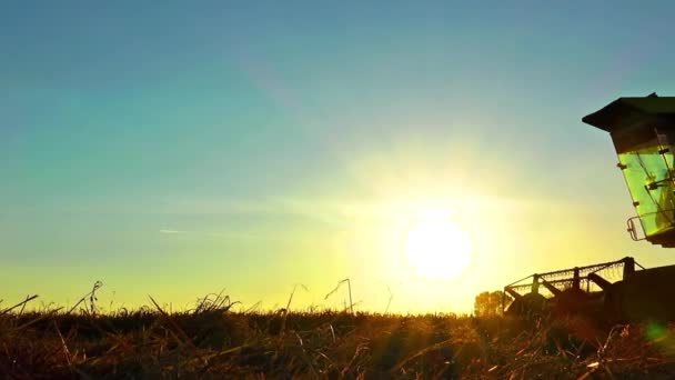 Boční Pohled Pšeničné Sklizně Střihači Při Západu Slunce — Stock video