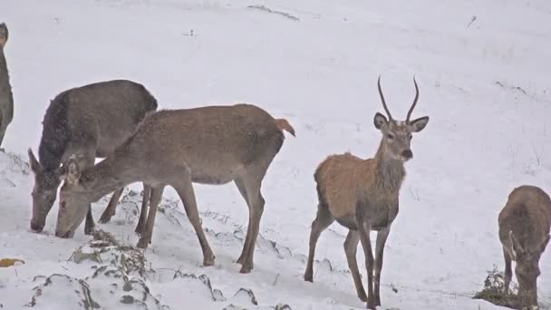 Deer feeding in winter snow — Stock Video