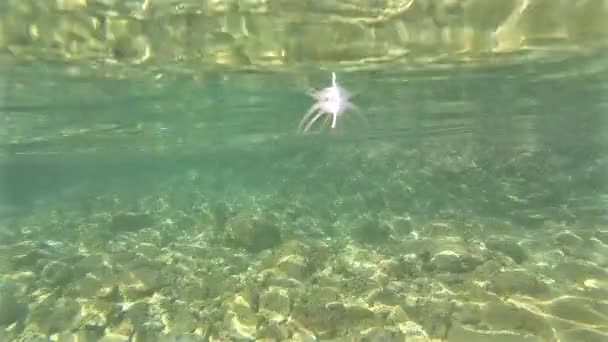 Slow Motion Feather Floating Underwater — Stock Video