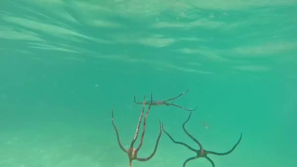 Woman Throwing Starfish Water — Stock Video