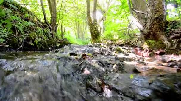 Ruisseau dans la forêt tropicale traversant des roches moussues, angle bas 