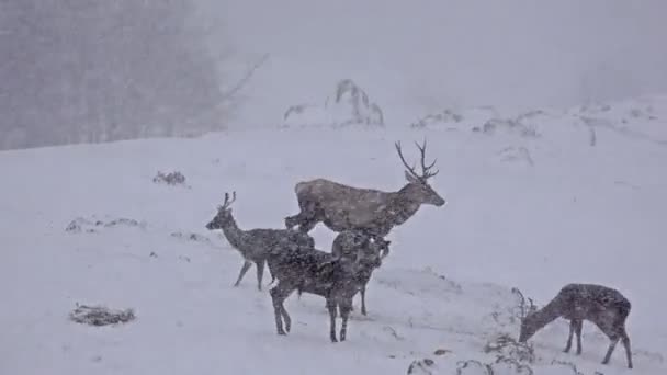Deer in winter snow — Stock Video