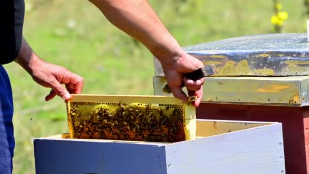 Imker Schüttelt Bienen Während Der Honigernte Vom Rahmen Den Stock — Stockvideo