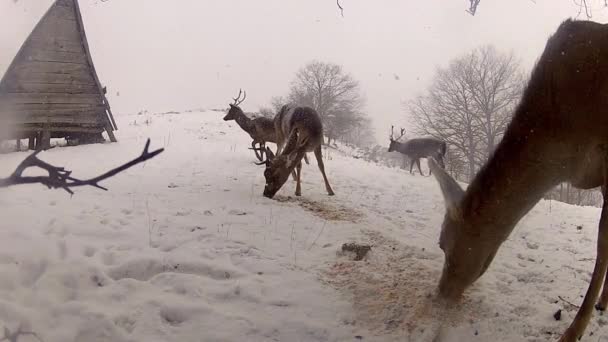 Кормление оленей в зимний снег — стоковое видео
