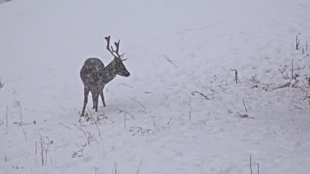 Ciervos en pradera de nieve — Vídeos de Stock