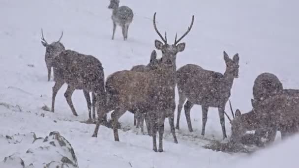 Veados se alimentando na neve de inverno — Vídeo de Stock