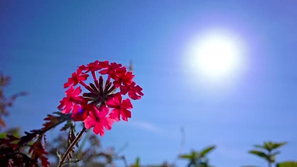 Close Van Bloeiende Roze Primula Blauwe Hemelachtergrond — Stockvideo