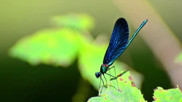 Donker Blauw Dragonfly Groen Gebladerte Blad Close — Stockvideo