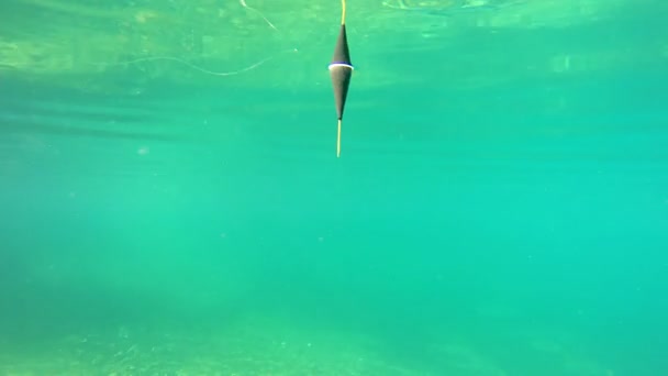 4k chytání ryb. Pod vodou ryby pov rybářská bobber řešit, plovoucí na vodní hladině. Skladem UHD video